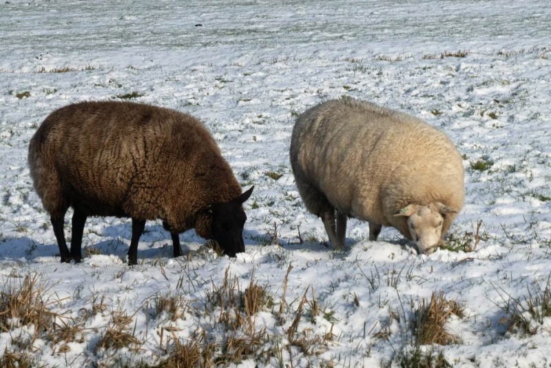 冬季牛羊养殖